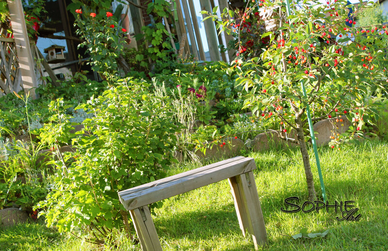Cherry Tree in Garden — Green