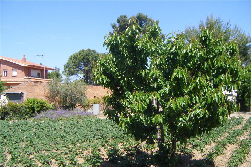 Cherry tree in garden