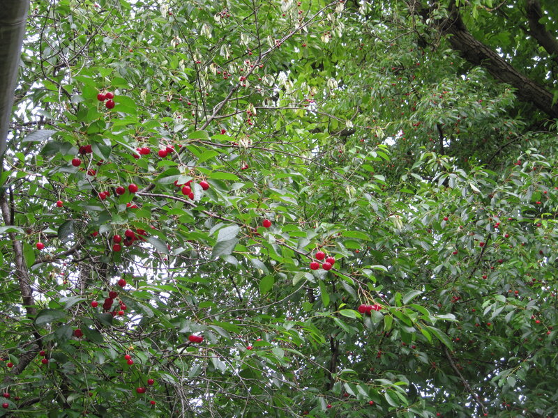Cherry Tree with Fruit