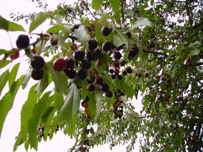 Cherry tree with ripe fruit