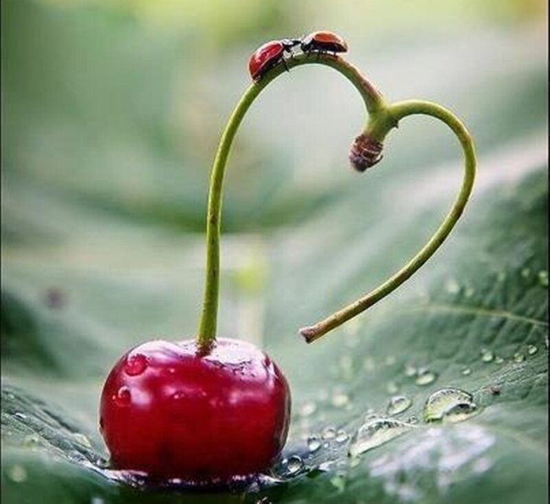 Cherry with Heart-shaped Stem