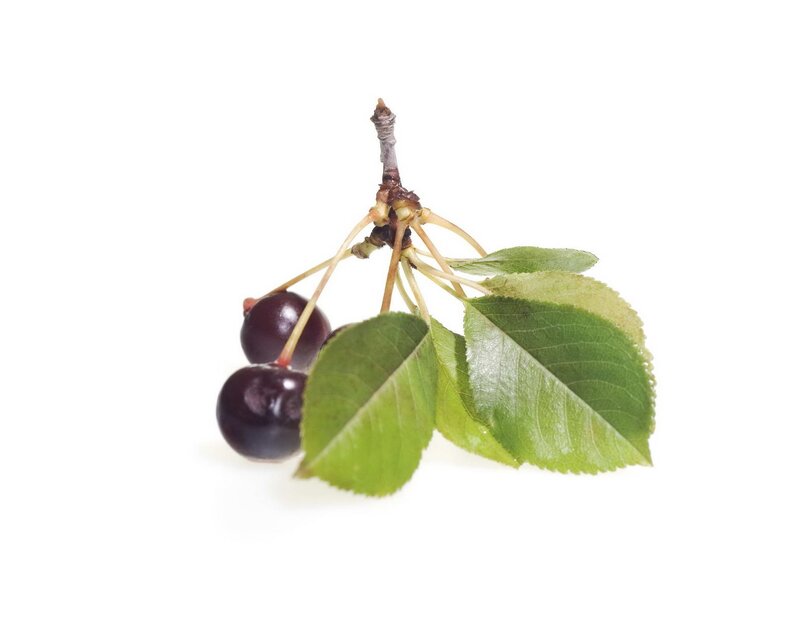 cherry with leaves on white