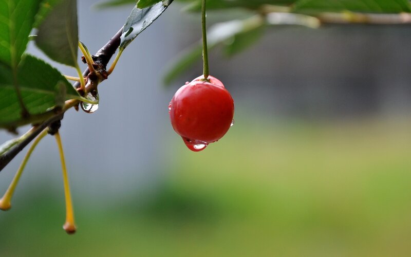 Cherry with water droplets