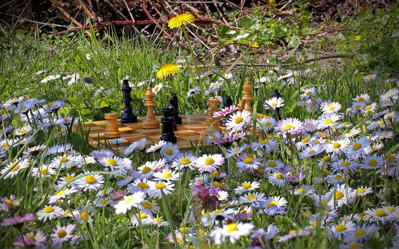 chess set in a field of flowers