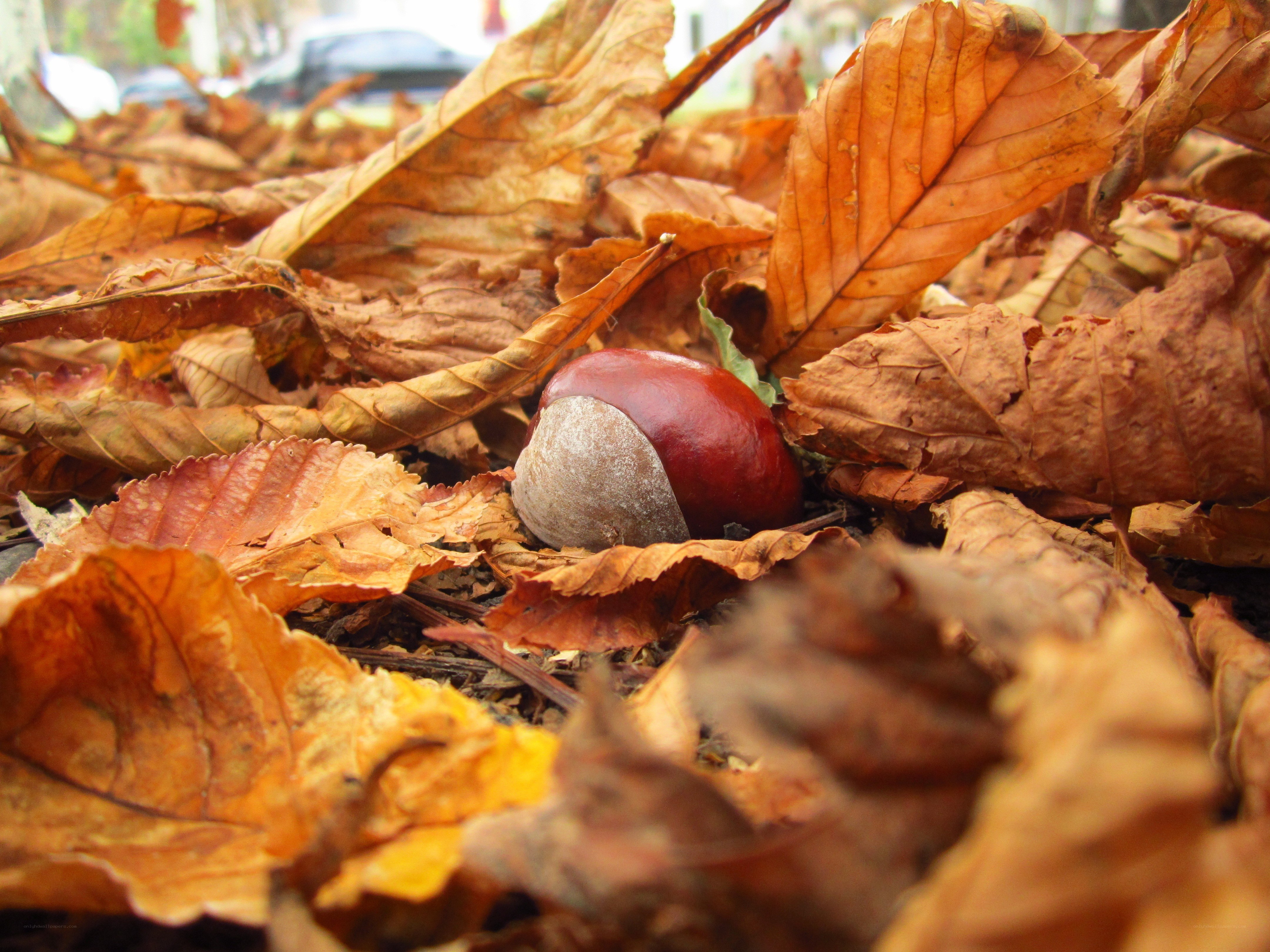 Chestnut among autumn leaves