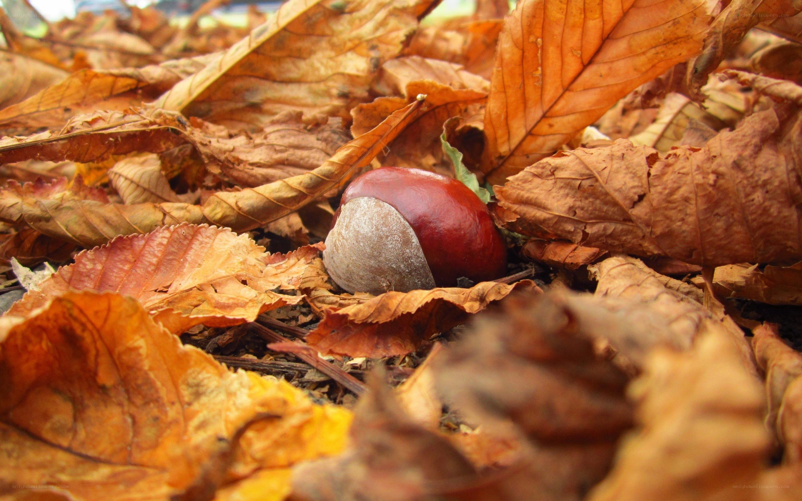 Chestnut among autumn leaves