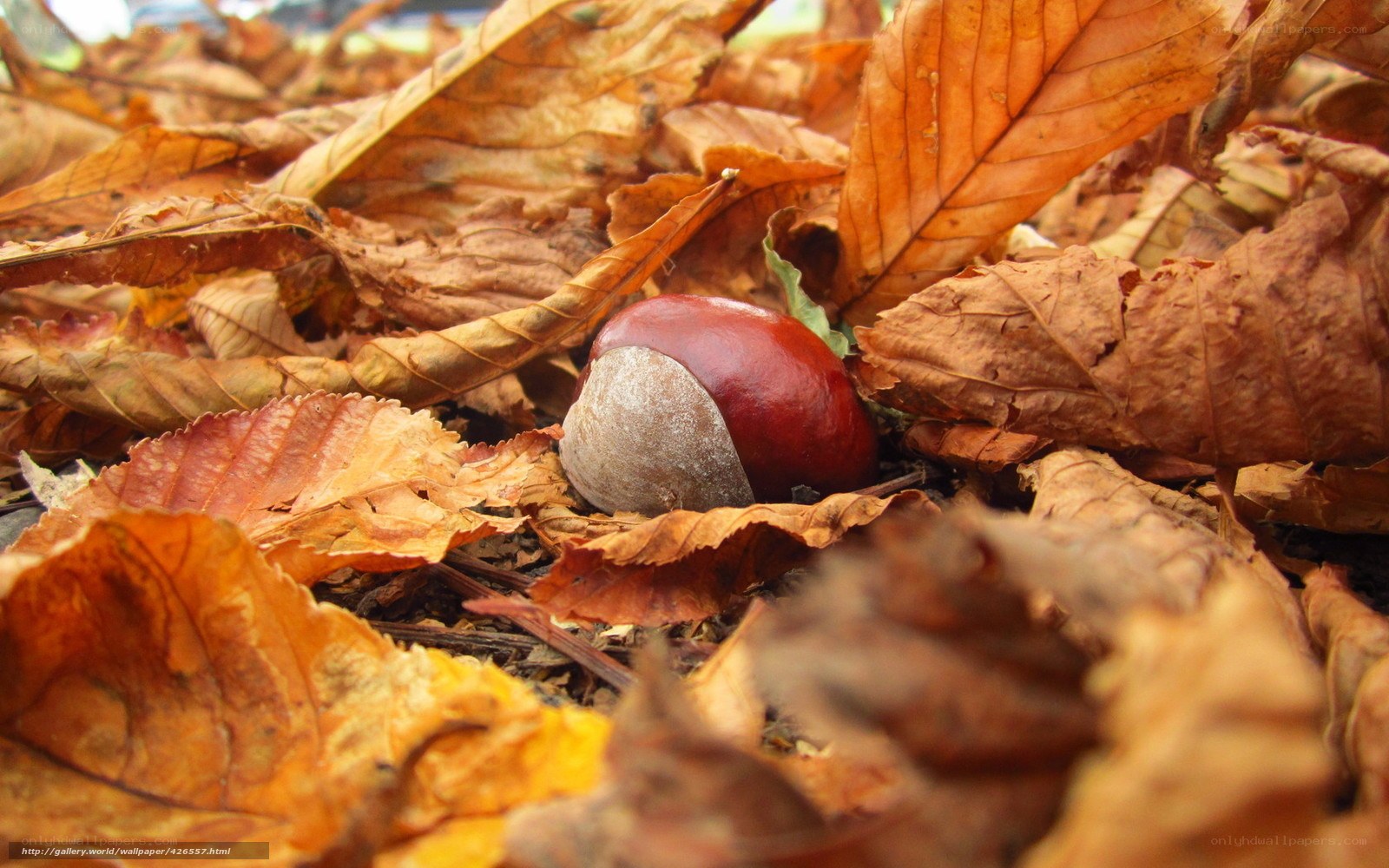 Chestnut among autumn leaves