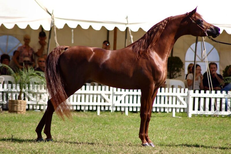 Chestnut Arabian Horse