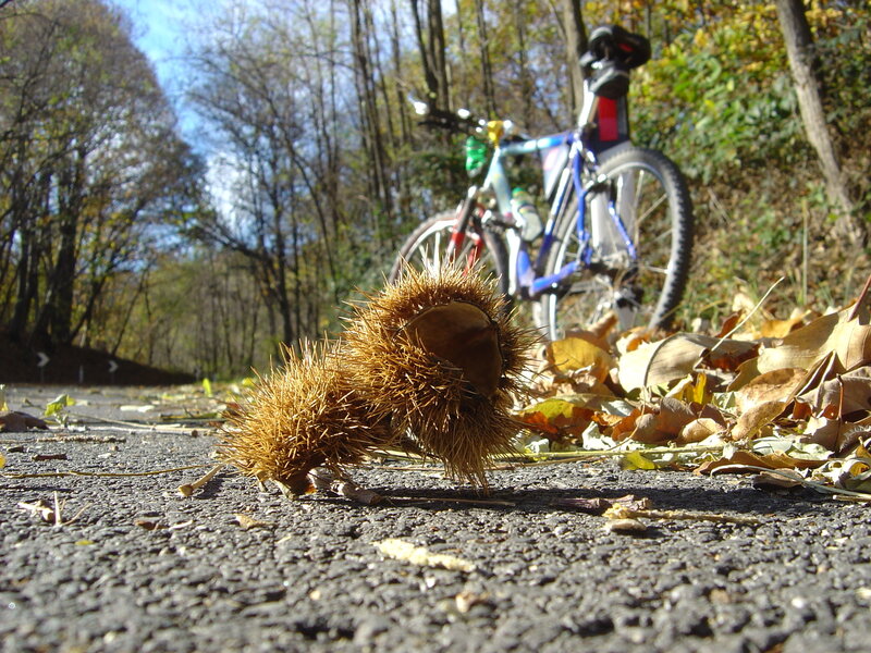 Chestnut Burrs on Road