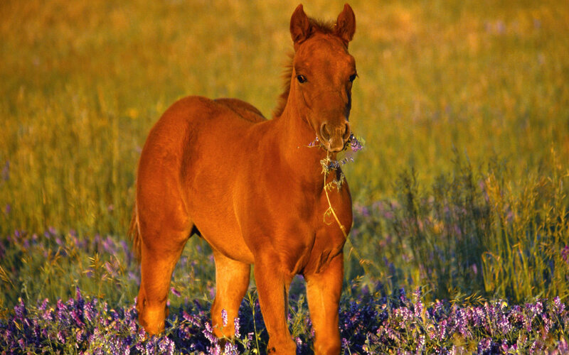 Chestnut Foal in Field — Brown, Serene