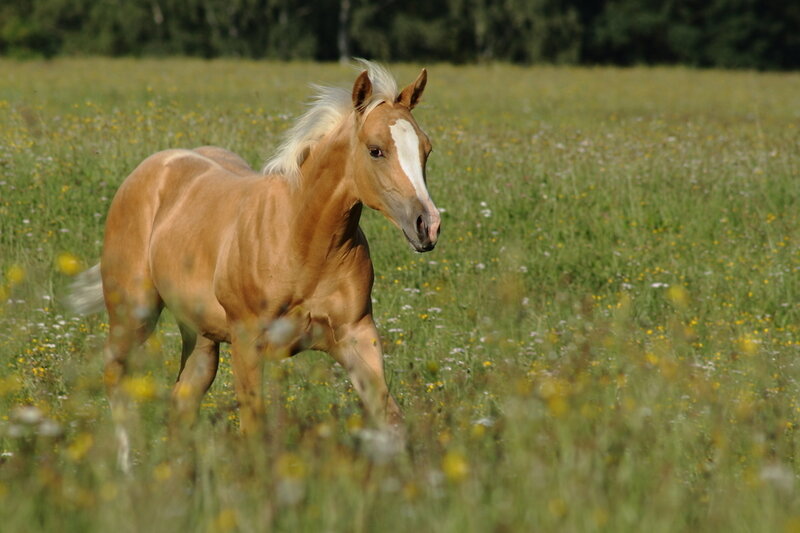 Chestnut Foal in Field — Brown