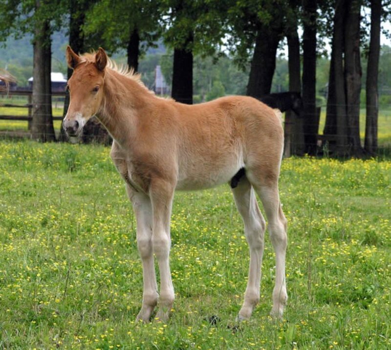 Chestnut Foal in Field