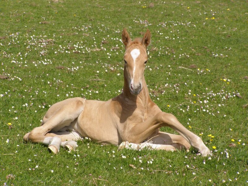 Chestnut Foal Lying Down