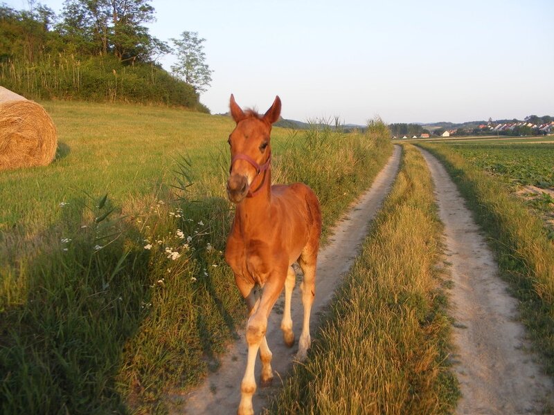 Chestnut Foal on Path