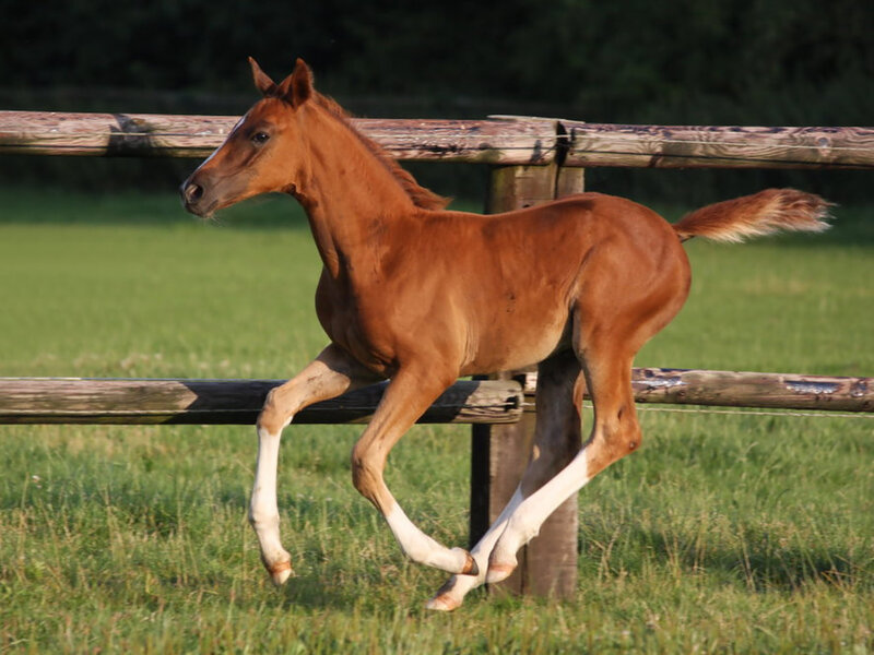 Chestnut Foal Running — Brown
