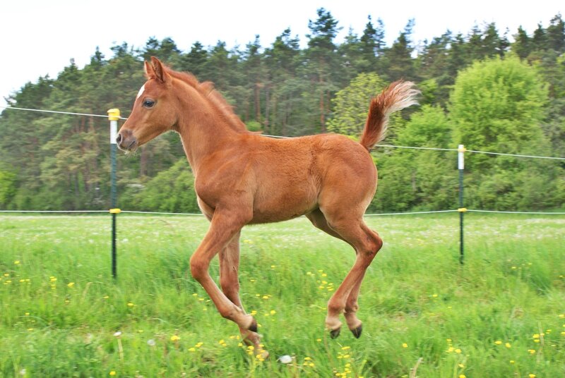 Chestnut Foal Running — Green