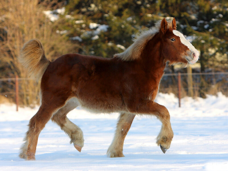 Chestnut Foal Running