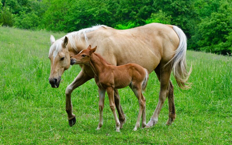 Chestnut Foal with Mare — Green