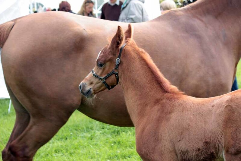 Chestnut Foal with Mare