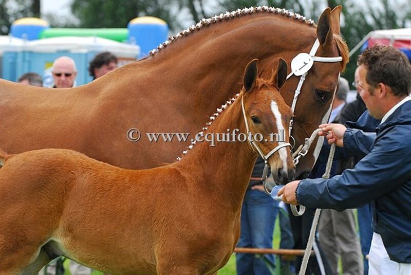 Chestnut Horse and Foal