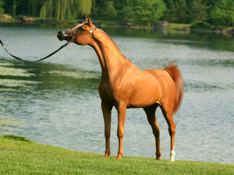 Chestnut Horse by Lake