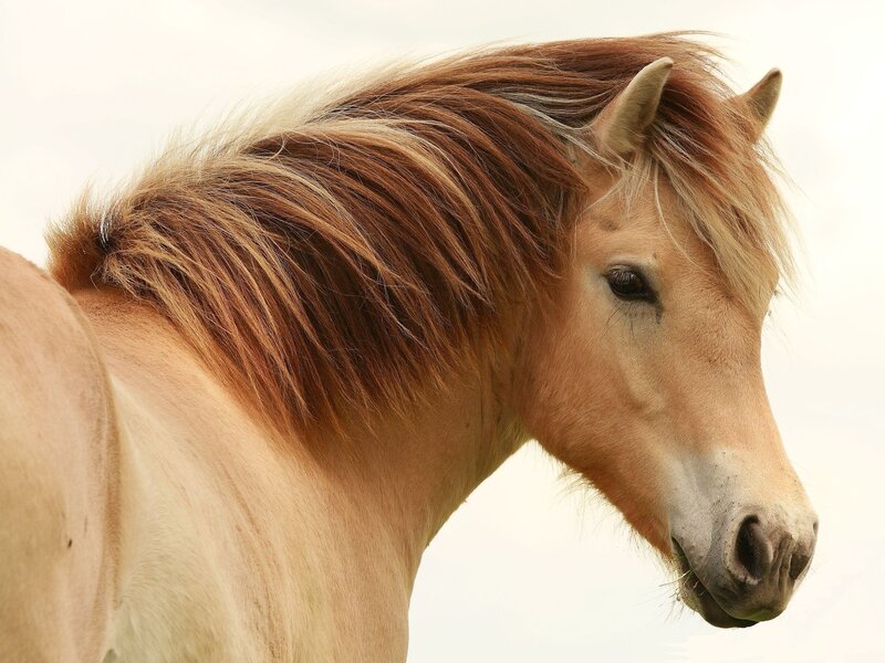 Chestnut Horse Head — Brown, Calm, Photograph