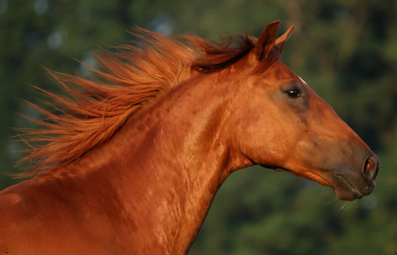 Chestnut Horse Head — Brown, Calm