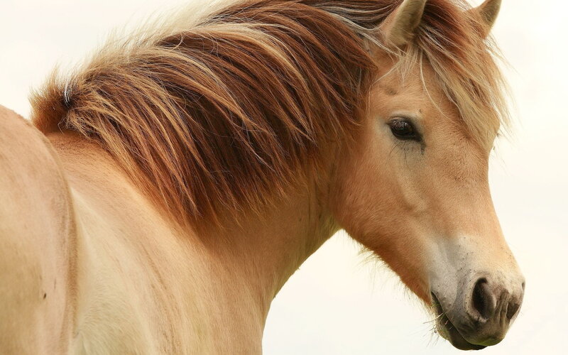 Chestnut Horse Head