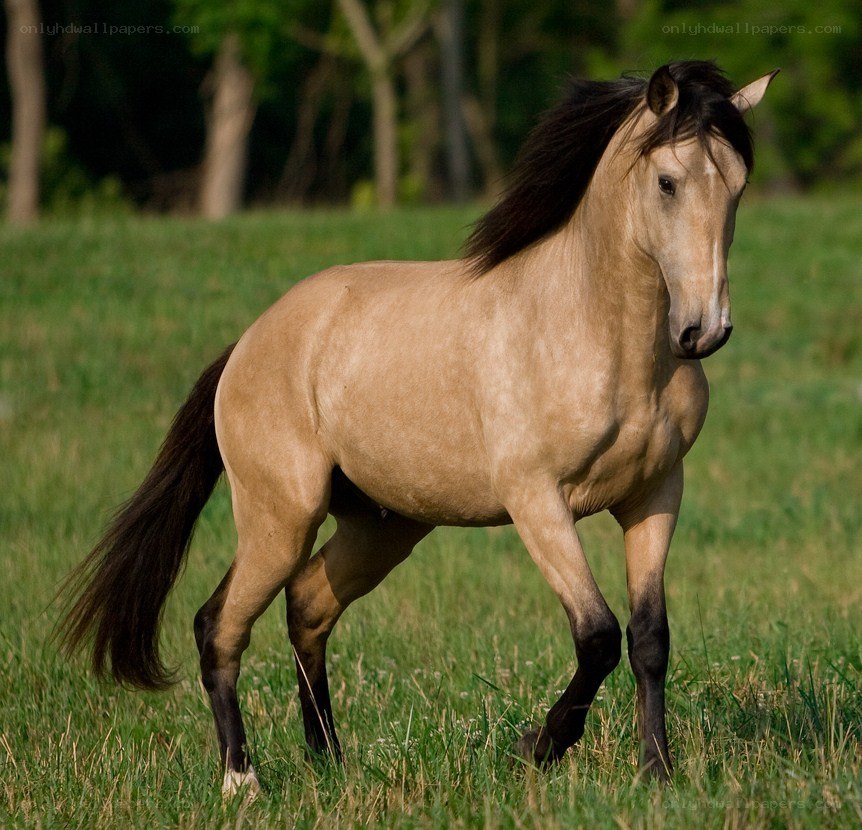 chestnut horse in a field