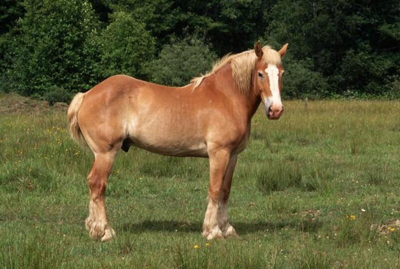 chestnut horse in a field