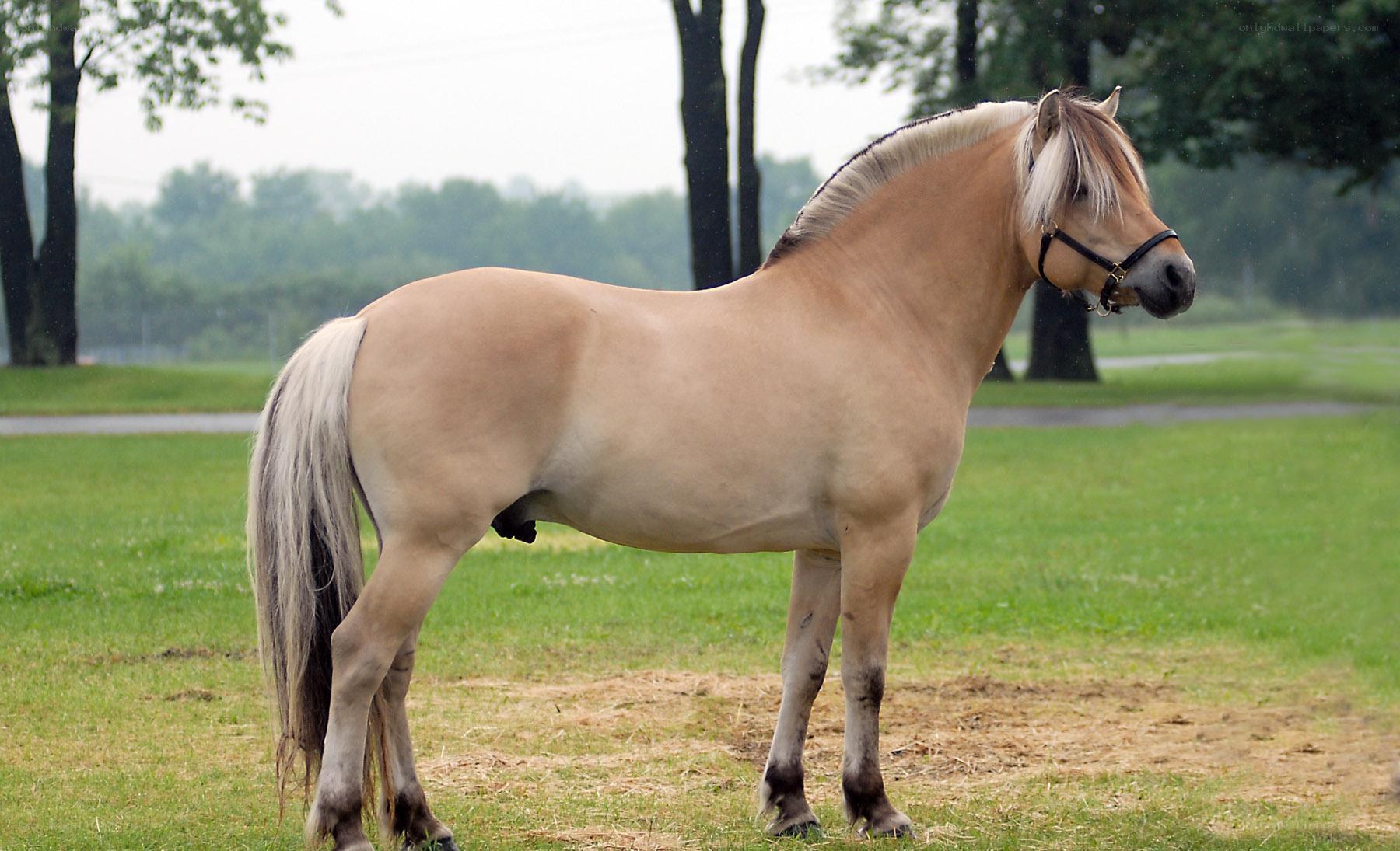 chestnut horse in a field