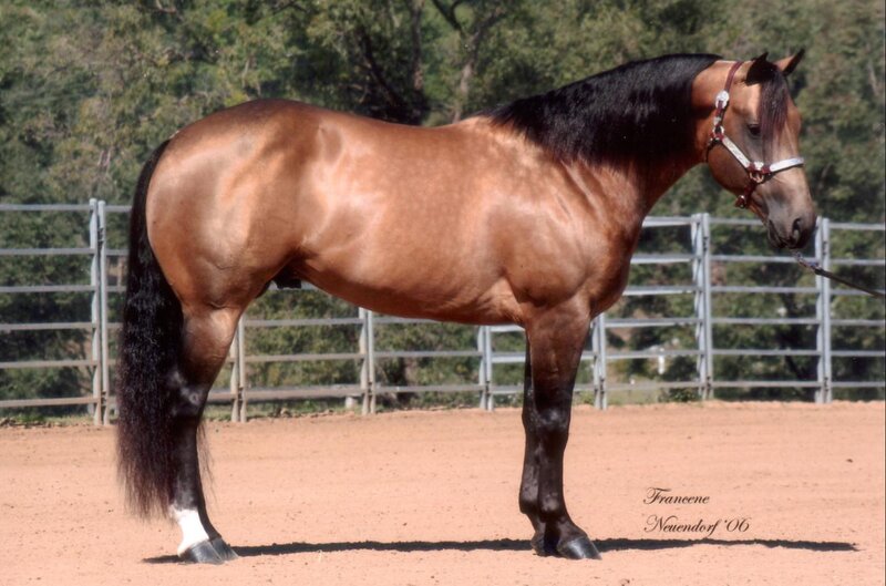 chestnut horse in a paddock