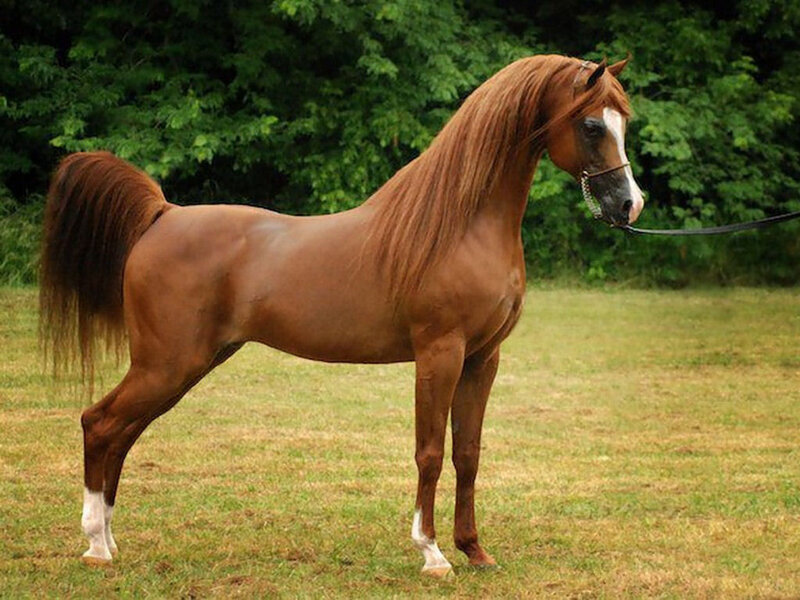 Chestnut Horse in Field — Brown, Calm, Afternoon, Photograph, Grass, Trees