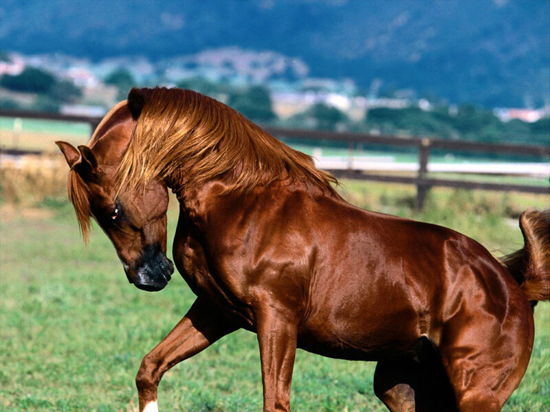 Chestnut Horse in Field — Brown, Calm, Afternoon
