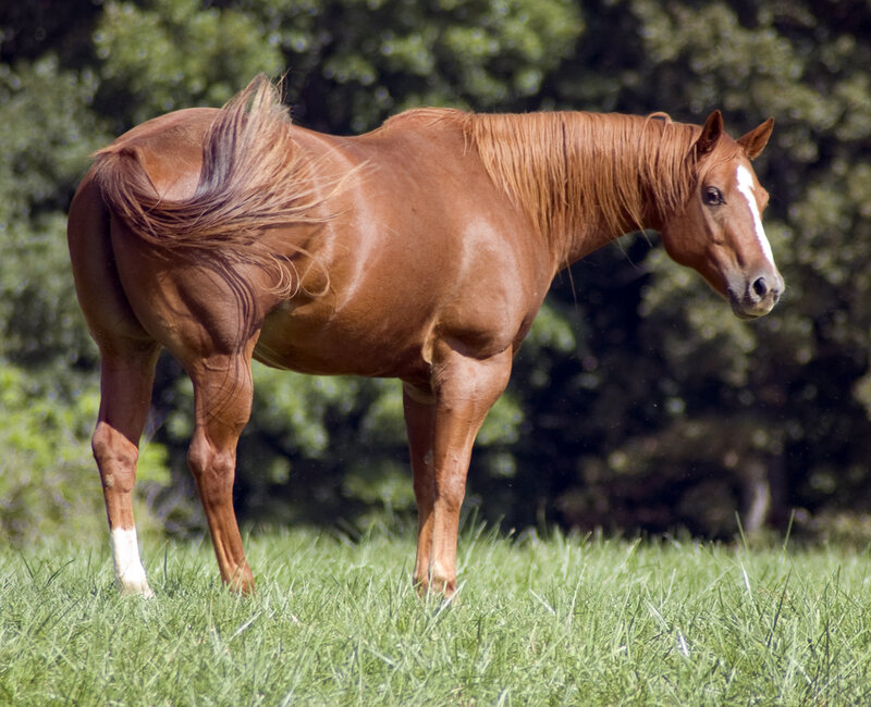 Chestnut Horse in Field — Brown, Calm
