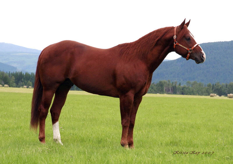 Chestnut Horse in Field — Brown, Serene, Afternoon, Photograph, Mountains