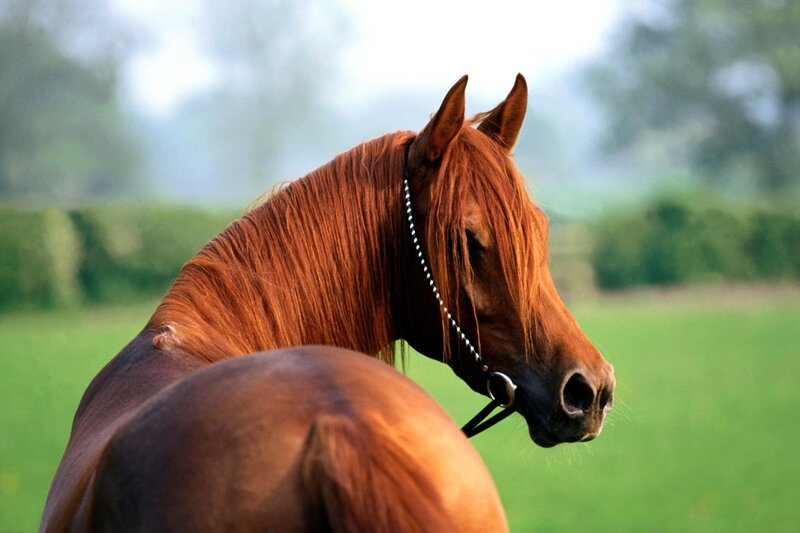 Chestnut Horse in Field — Brown, Serene, Afternoon, Photograph