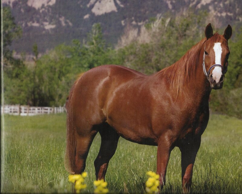 Chestnut Horse in Field — Brown, Serene, Afternoon