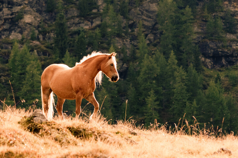 Chestnut Horse in Field — Brown, Serene
