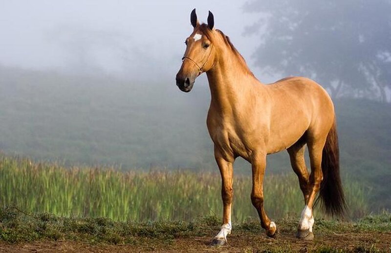 Chestnut Horse in Field — Brown