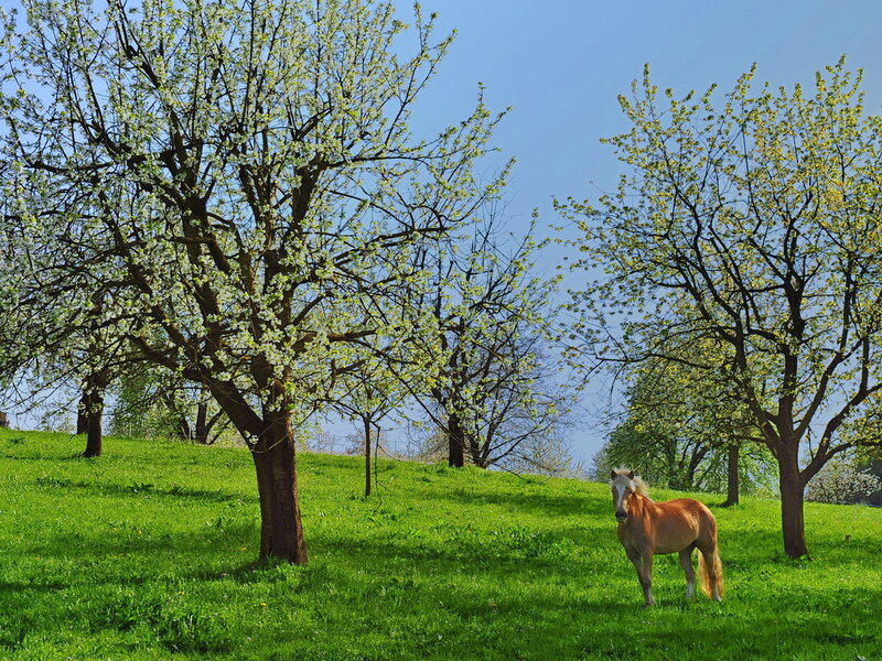 Chestnut Horse in Field — Green, Serene