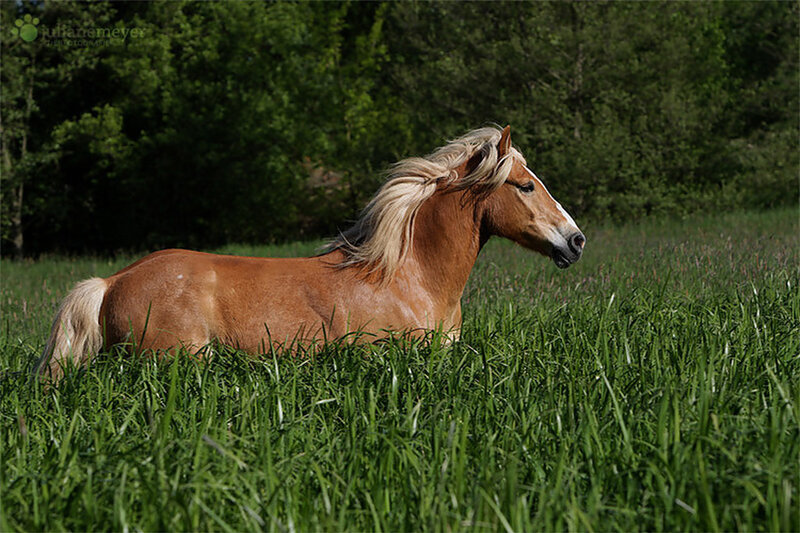 Chestnut Horse in Field — Green