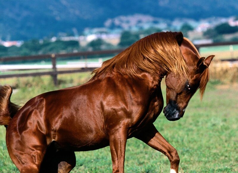 Chestnut Horse in Field
