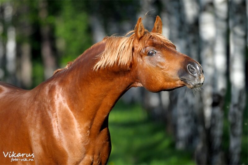 Chestnut Horse in Forest — Brown