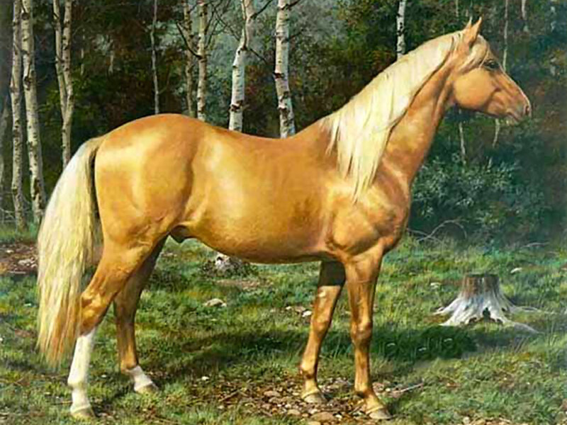 Chestnut Horse in Forest