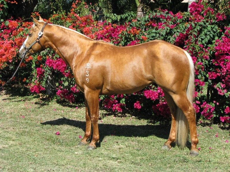 chestnut horse in garden