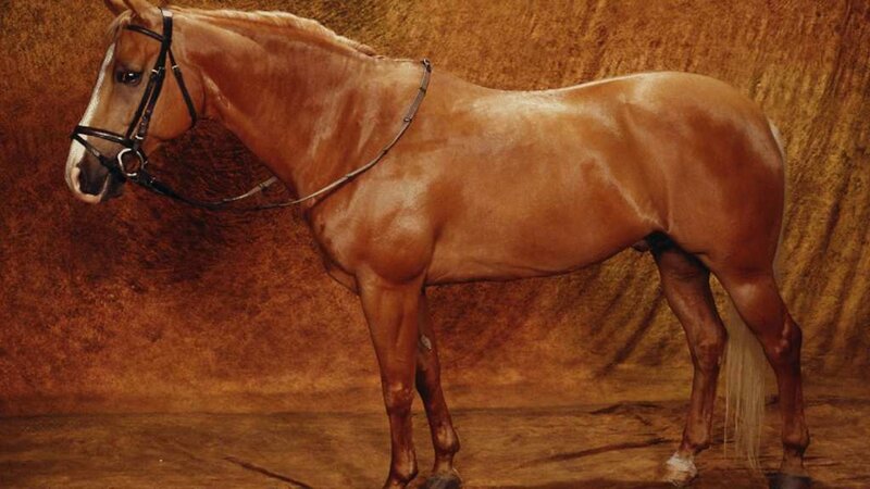 Chestnut Horse in Harness