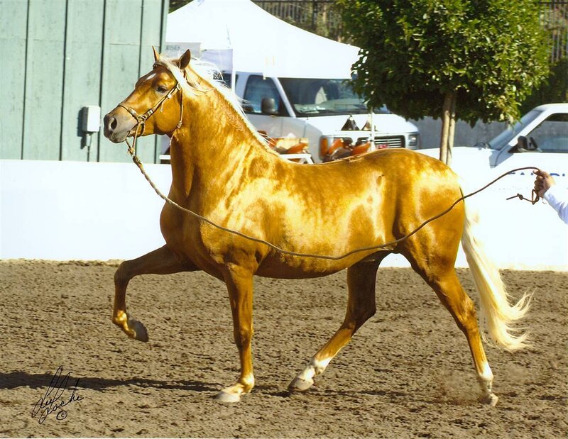 Chestnut Horse in Motion — Brown