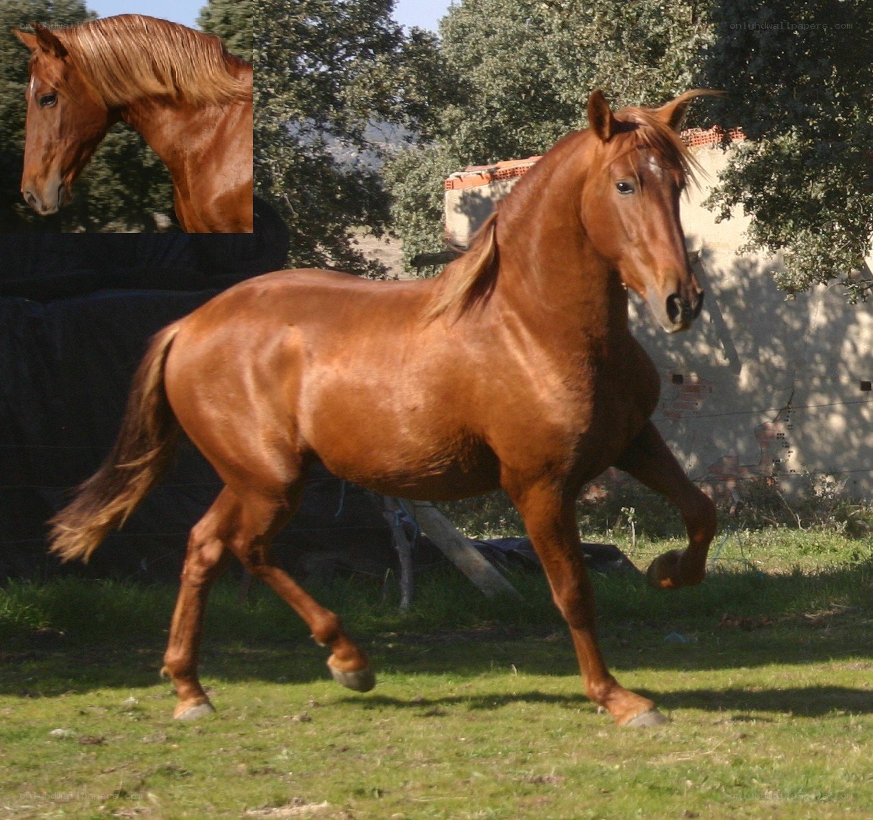 chestnut horse in motion