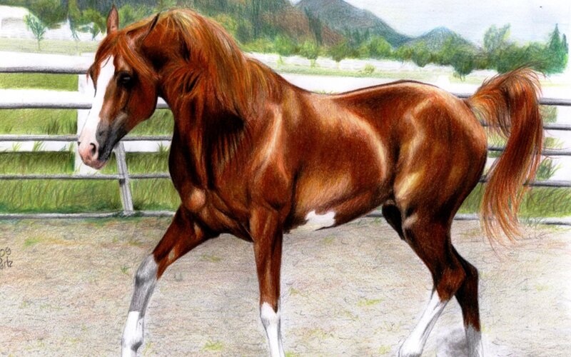 Chestnut Horse in Paddock — Brown